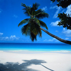 st lucia bay palm beach
